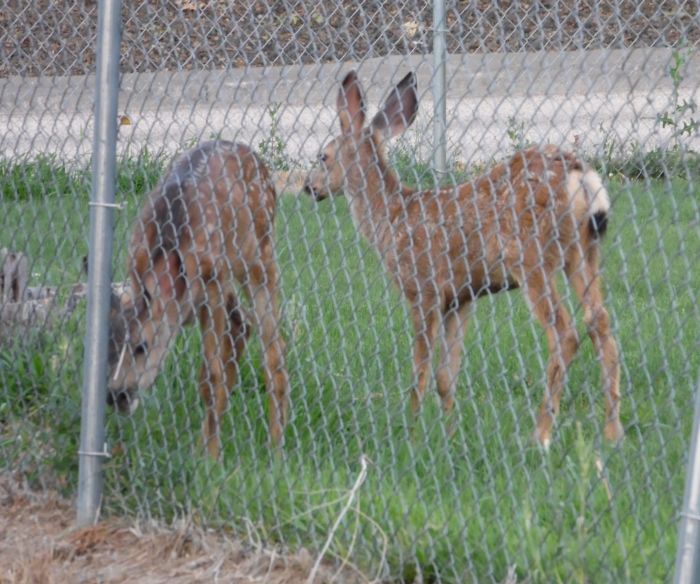 last years litter