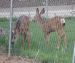 last years litter